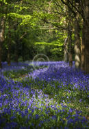 Bluebell walk